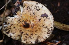 Russula erumpens