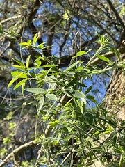 Chamaecytisus prolifer