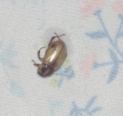 Cyclocephala signaticollis