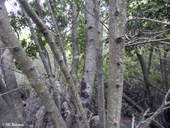 Beilschmiedia miersii