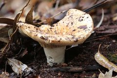 Russula erumpens