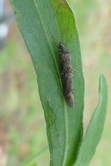 Psilochorema