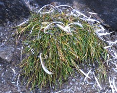Deschampsia antarctica