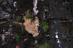 Hermas capitata