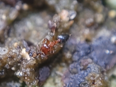 Crematogaster pinicola