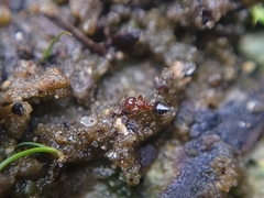 Crematogaster pinicola