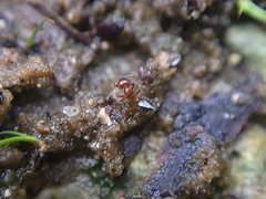 Crematogaster pinicola