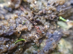 Crematogaster pinicola