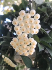 Helichrysum fruticans