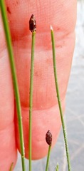 Eleocharis microcarpa