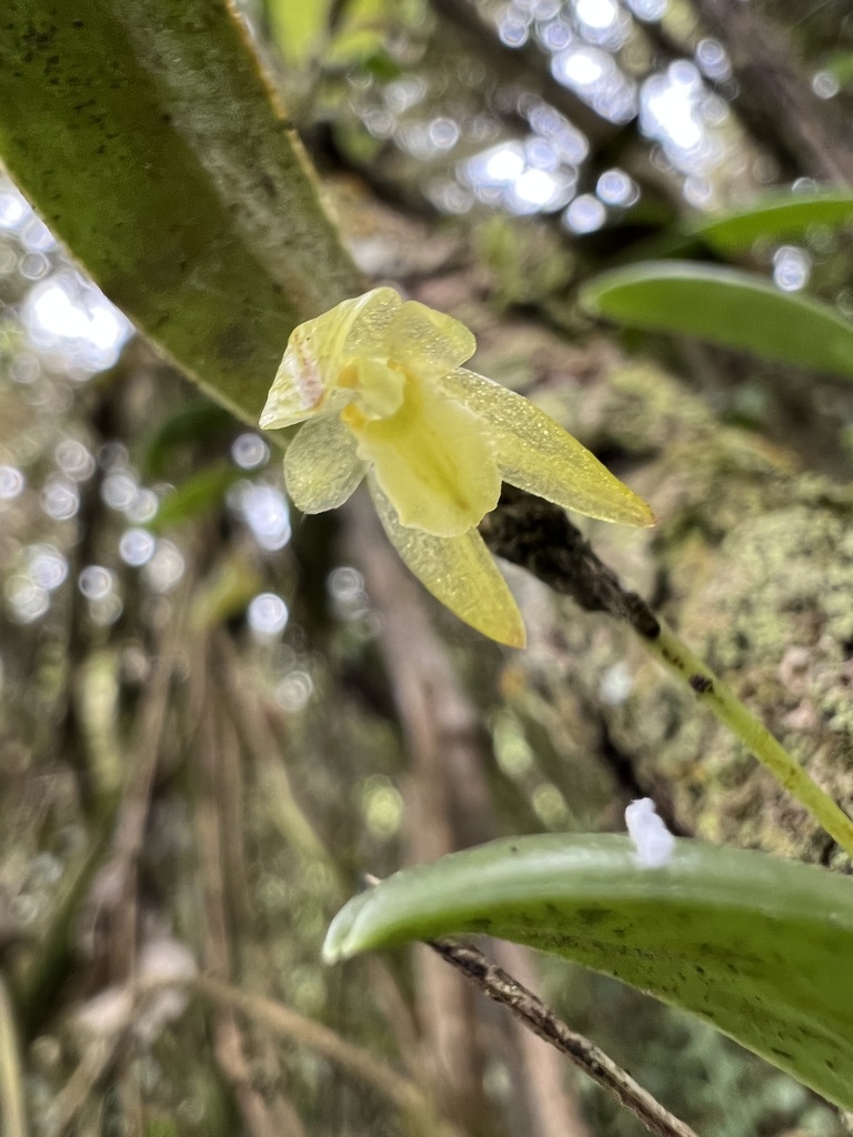 Pleurothallopsis powersii