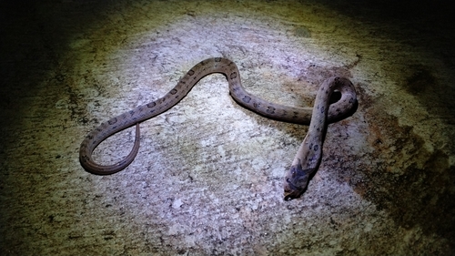 Oligodon fasciolatus