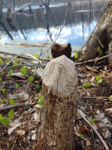 American Beaver photographed in Rhode Island