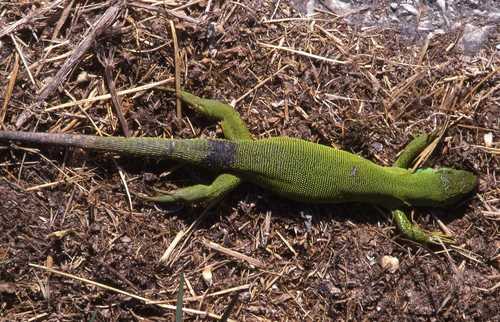 Lacerta trilineata