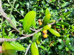 Corokia buddleioides
