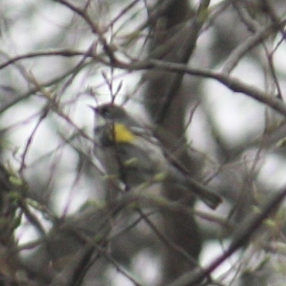 Myrtle Warbler photographed in Iowa