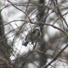 Setophaga coronata coronata