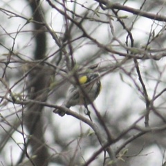 Setophaga coronata coronata