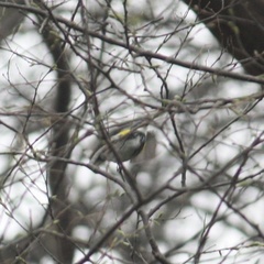Setophaga coronata coronata