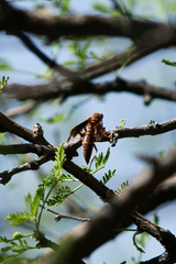 Polistes arizonensis