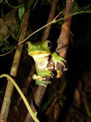 Phyllomedusa burmeisteri
