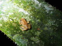 Diasporus diastema