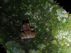 Diasporus diastema