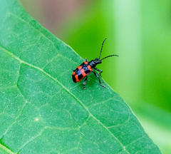 Neolema fasciata