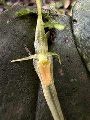 Pleurothallis microcardia