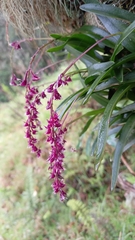 Epidendrum coriophorum
