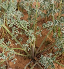 Prangos odontalgica