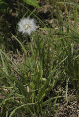 Nothocalais cuspidata