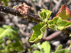Hibiscus diversifolius diversifolius