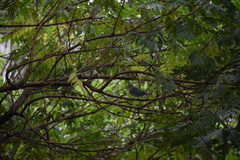Thraupis sayaca