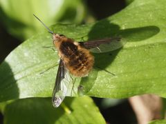 Bombylius major
