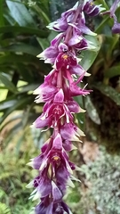 Epidendrum coriophorum