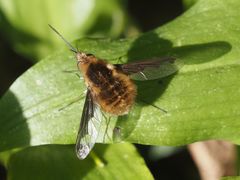 Bombylius major