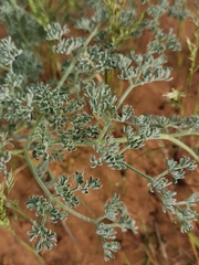 Prangos odontalgica