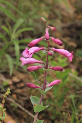 Penstemon grandiflorus