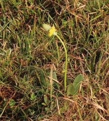 Bulbine narcissifolia