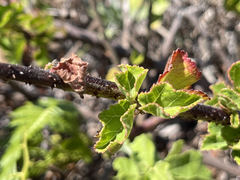 Hibiscus diversifolius diversifolius