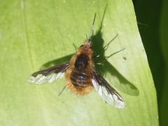 Bombylius major