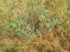 Prangos odontalgica