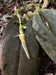 Pleurothallis microcardia