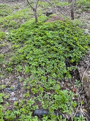 Aegopodium podagraria