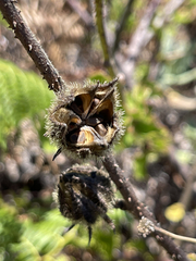 Hibiscus diversifolius diversifolius