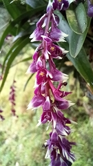 Epidendrum coriophorum