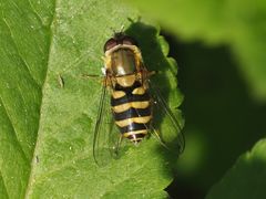 Syrphus
