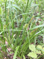 Carex flava