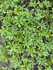 Aegopodium podagraria